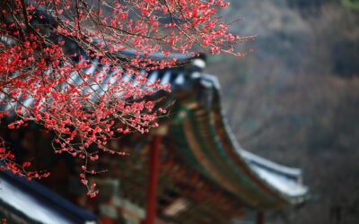 Online hodiny s žáky z Jižní Koreje